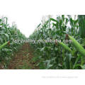 Dent corn seed/non gmo seeds for sale